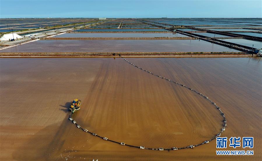 （經濟）（4）收獲海鹽